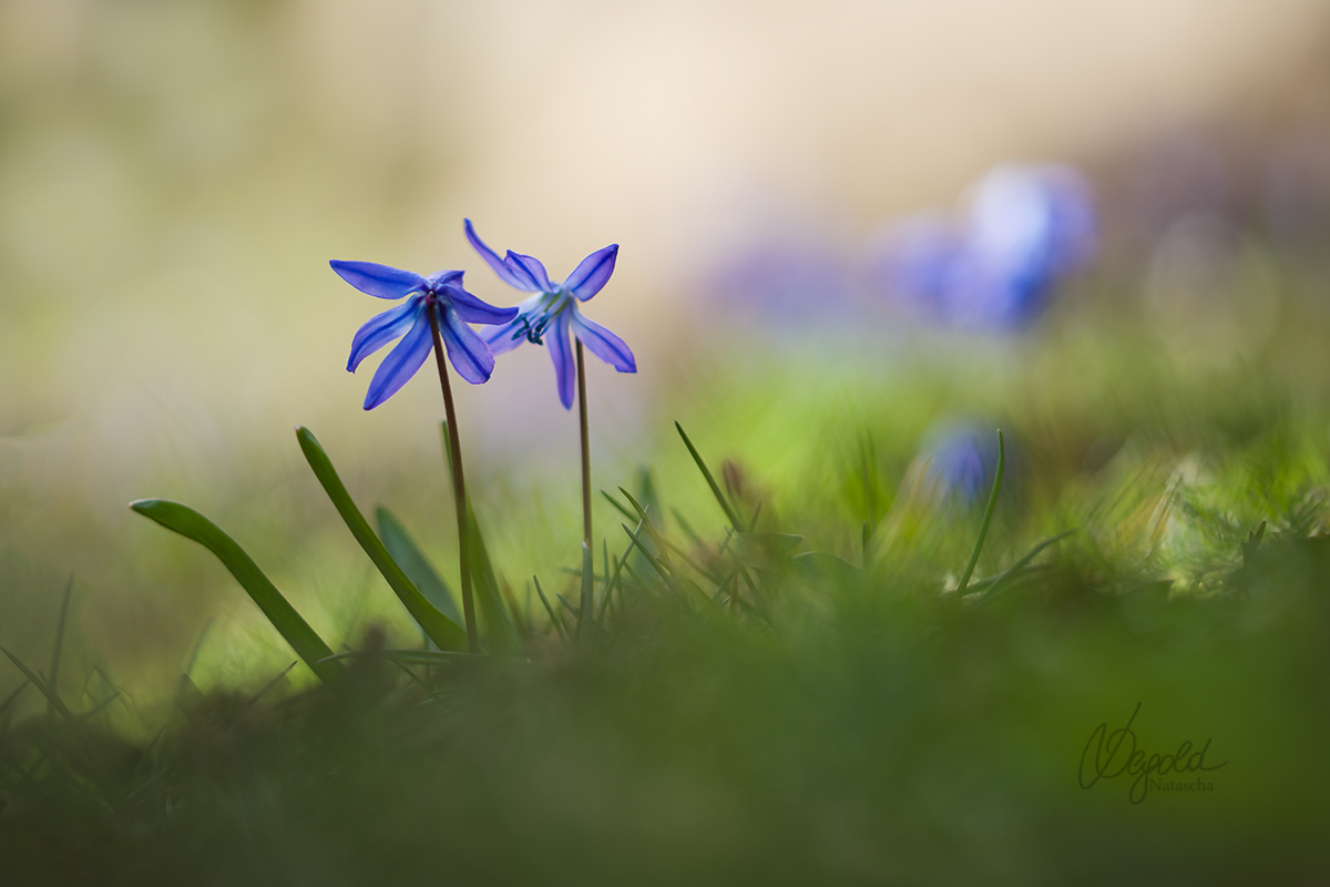 Blausterne