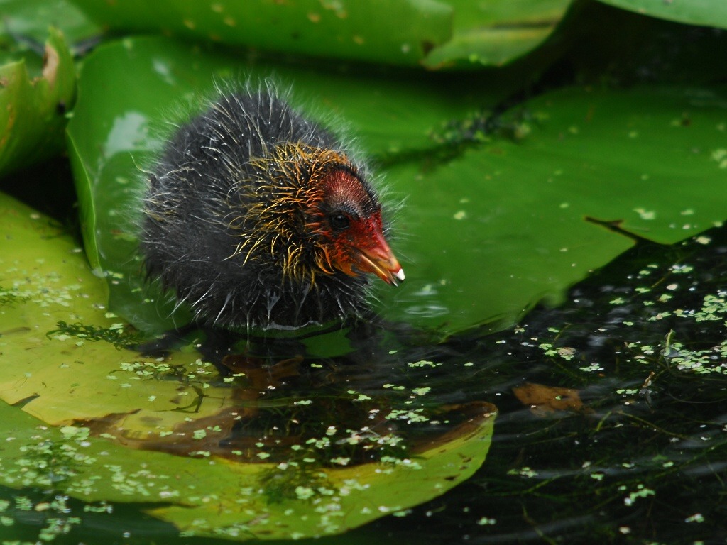 Bleßhuhn Küken
