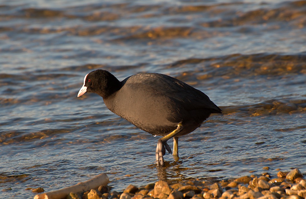Bleßhuhn