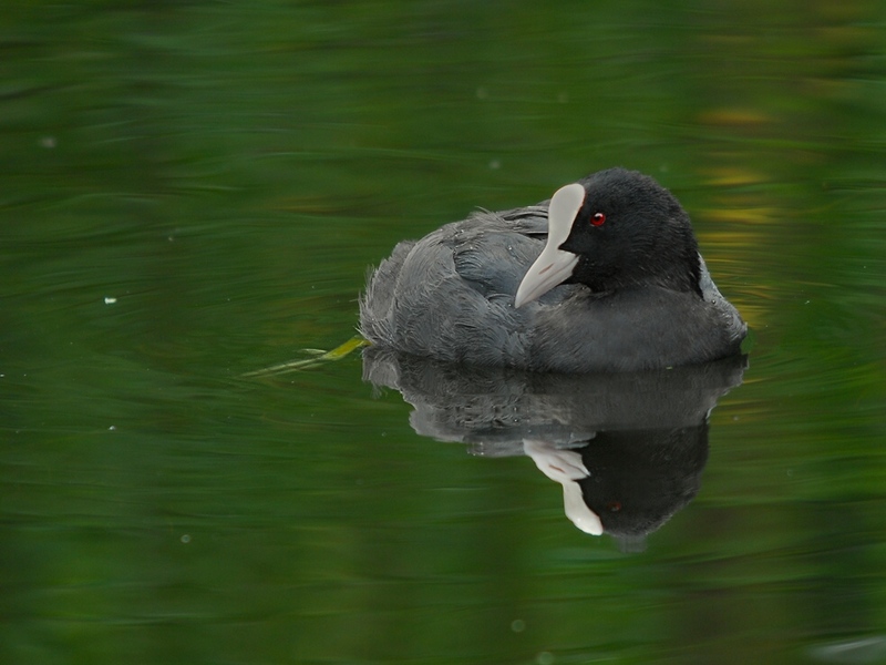 Bleßhuhn