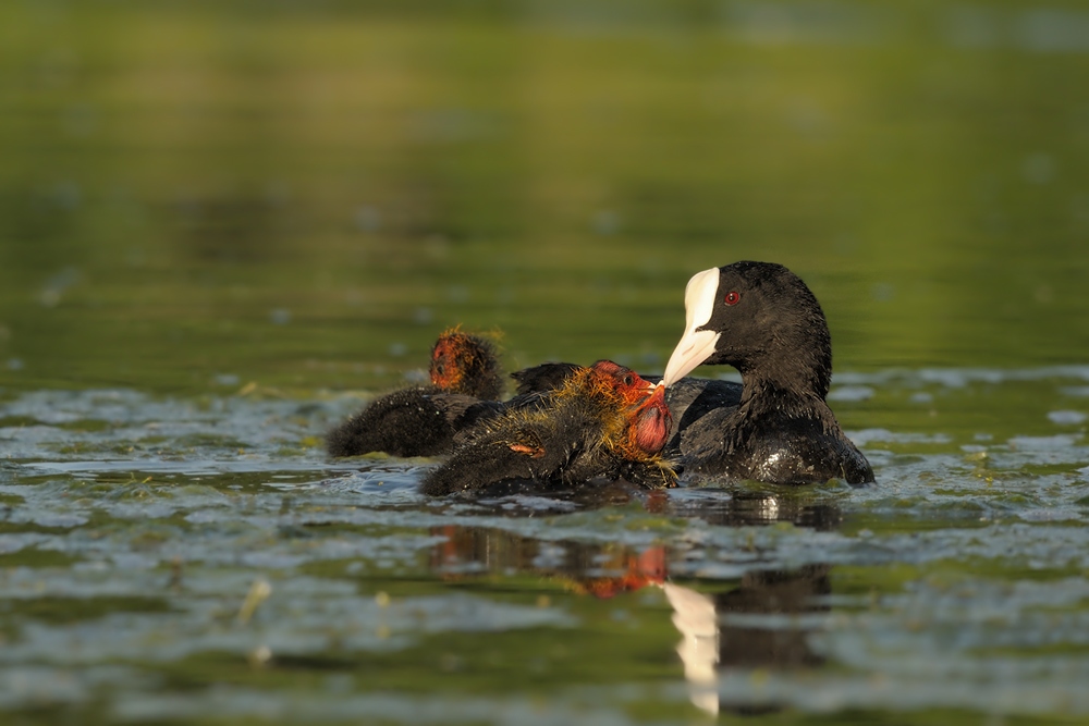 Blesshuhn-Familie