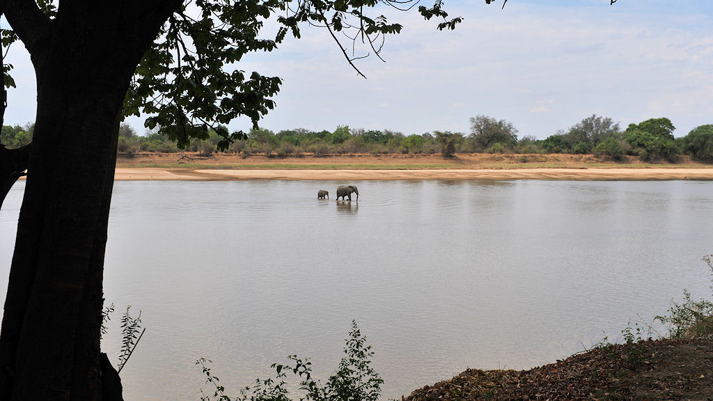 Blick vom Nkwali Camp auf dem Luangwa River.
In der Trockezeit ist der Wasserstand niedrig.
Die Elefanten können einfach hindurchlaufen
6225