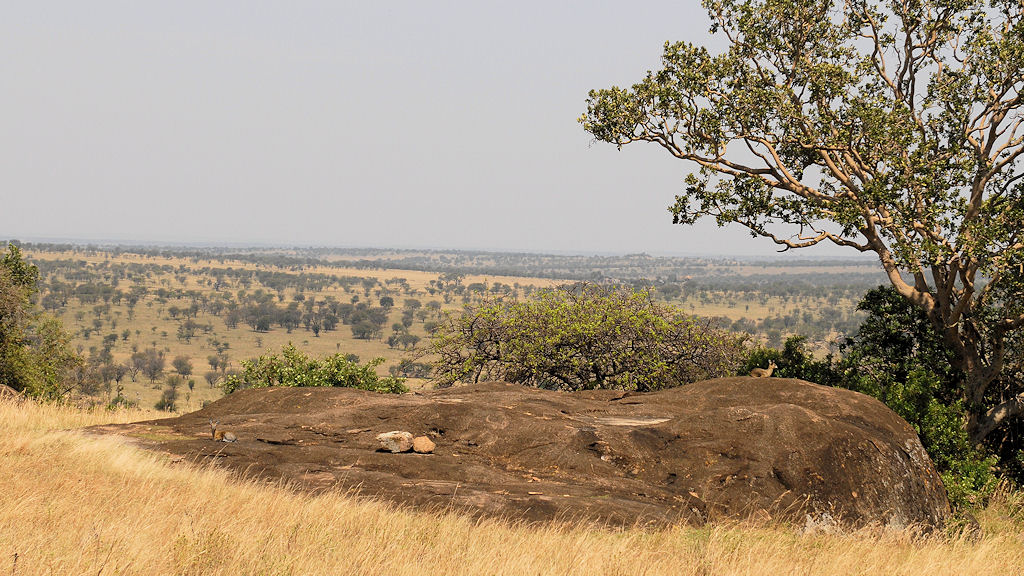Blick von Lobo auf die Serengeti
Wer sieht die Klippspringer?
1373