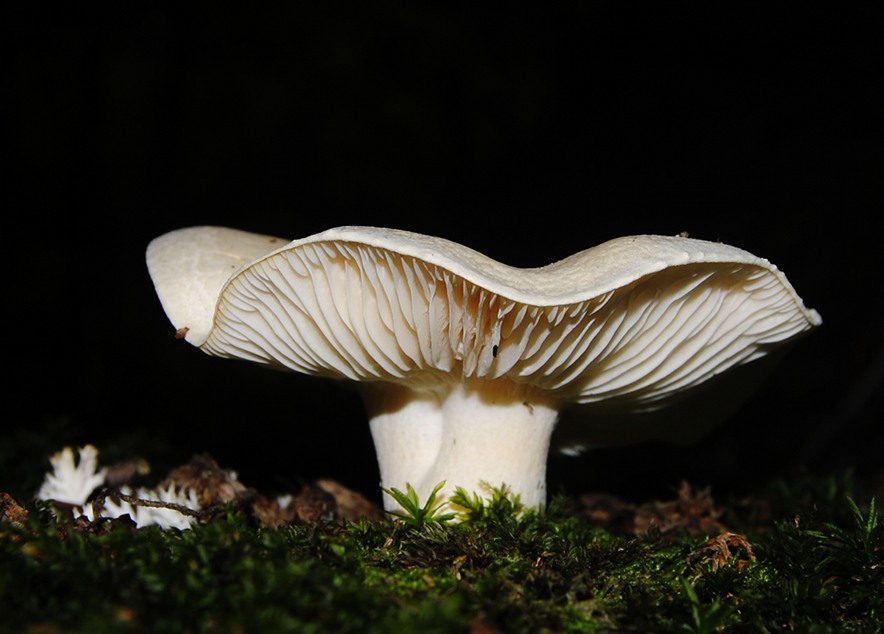 Blitz Pilz