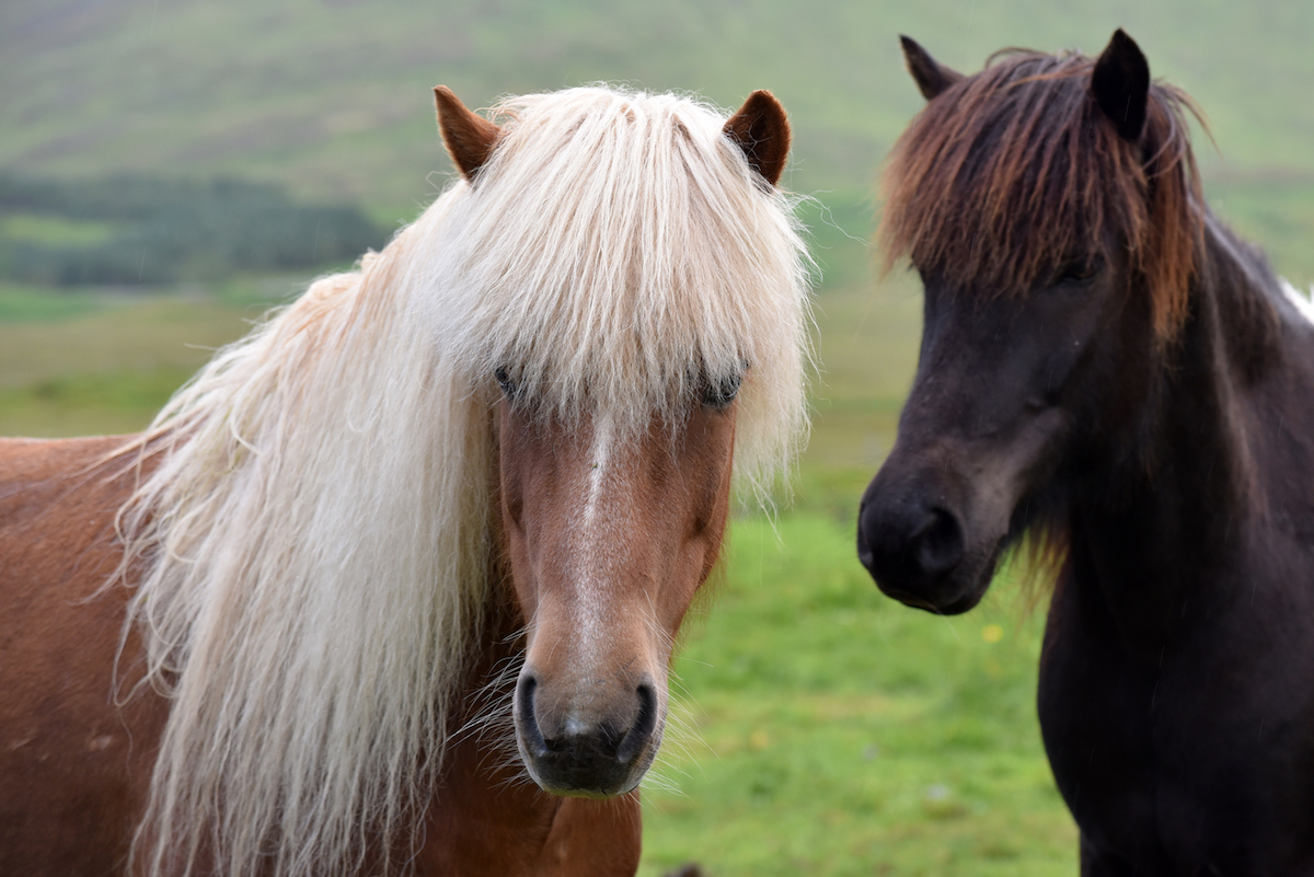 Blondie & Brownie --- DSC_8152FK Kopie.jpg