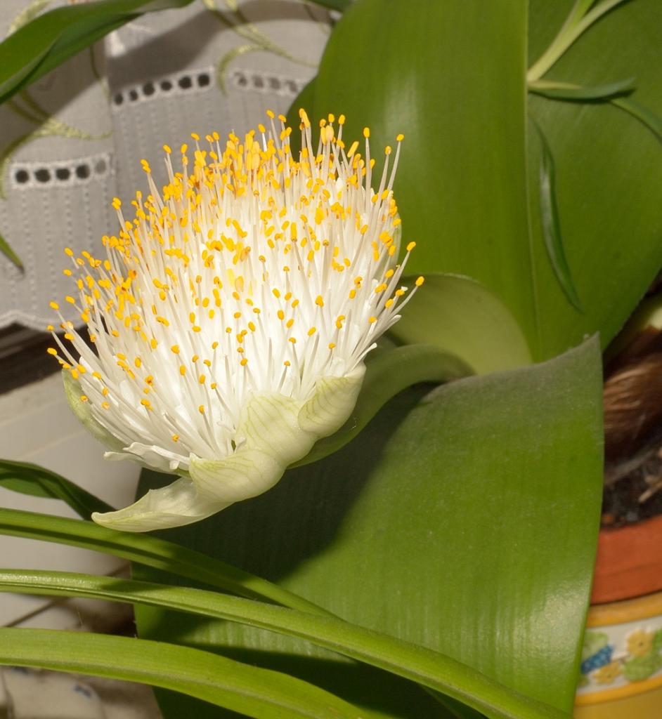 Blüte