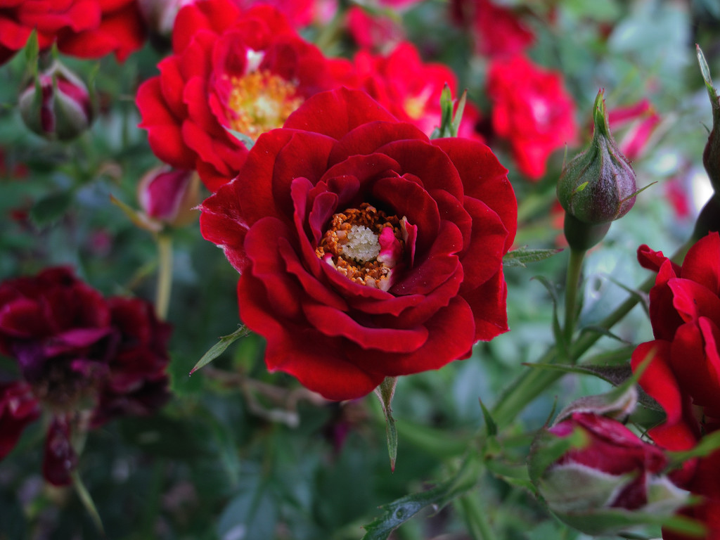 blüte2