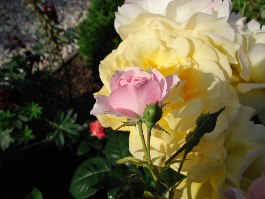 blüte4