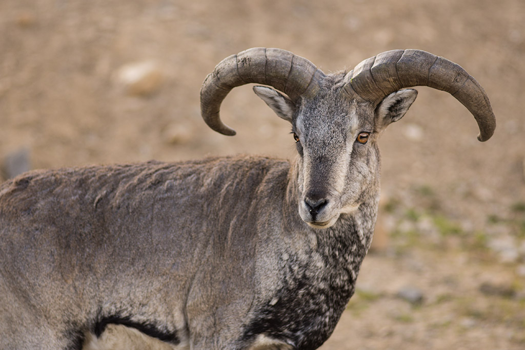 Blue Sheep klein