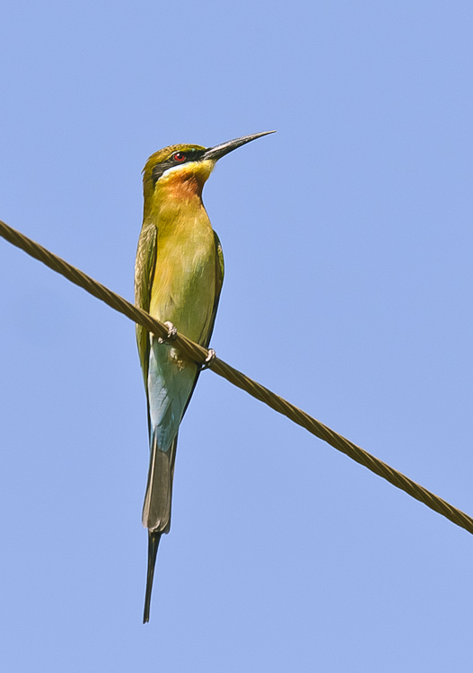 Blue-tailed Bee-eater  (Merops philippinus)