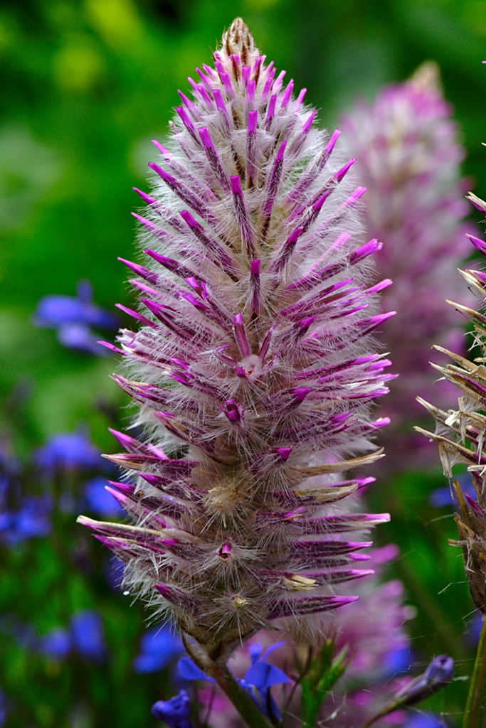 Bluehendes Gras, ein Exote aus dem Baumarkt im Garten.