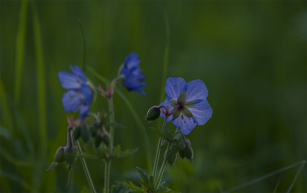 bluete 06