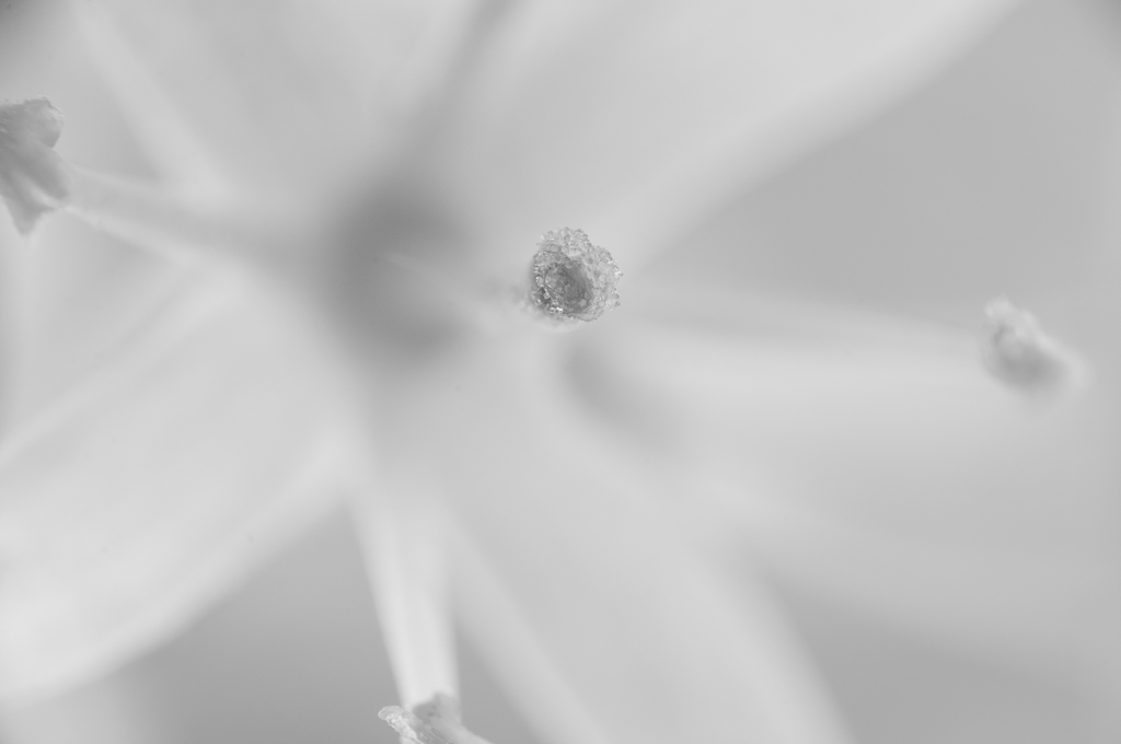 Bluete 6