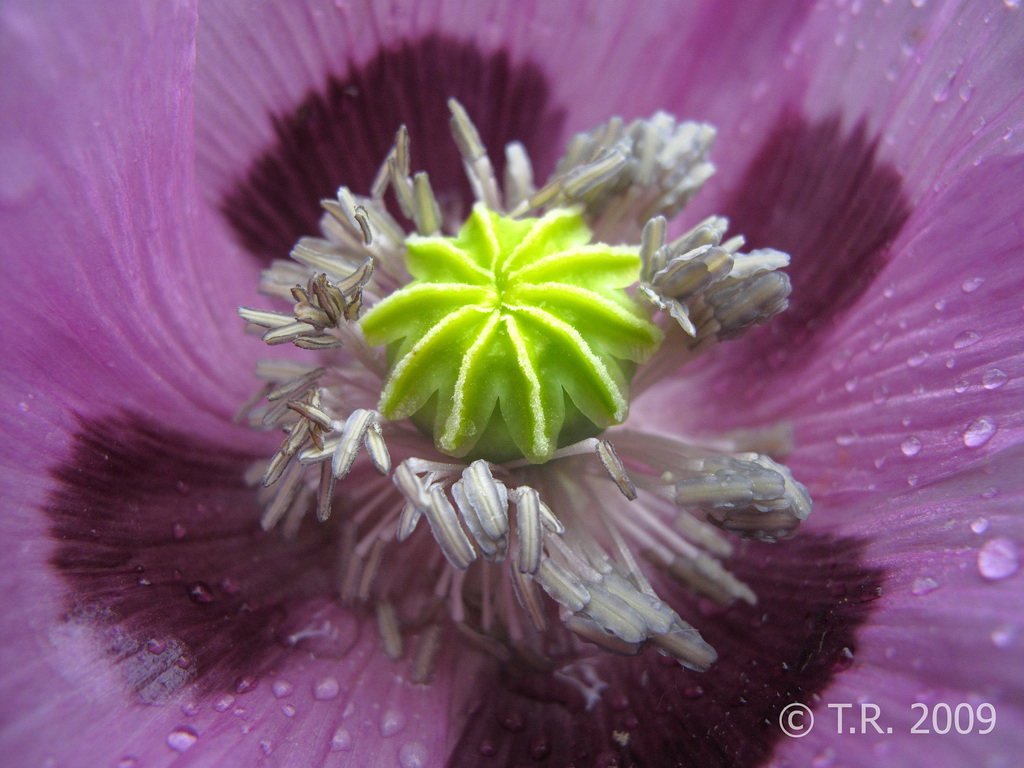 Bluete im Botanischen Garten Düsseldorf