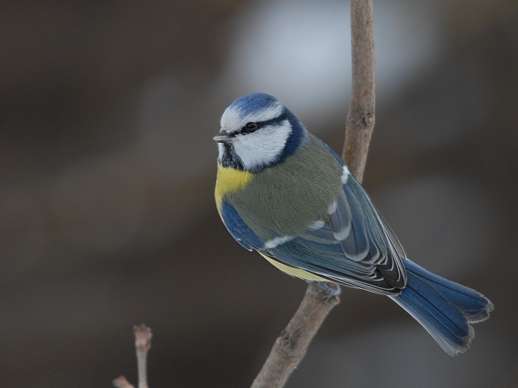 bluetit3083 hf