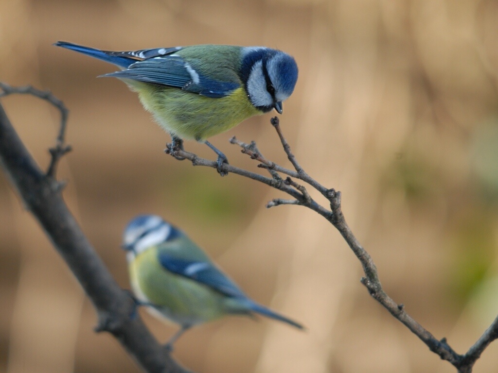 bluetits1489 hf
