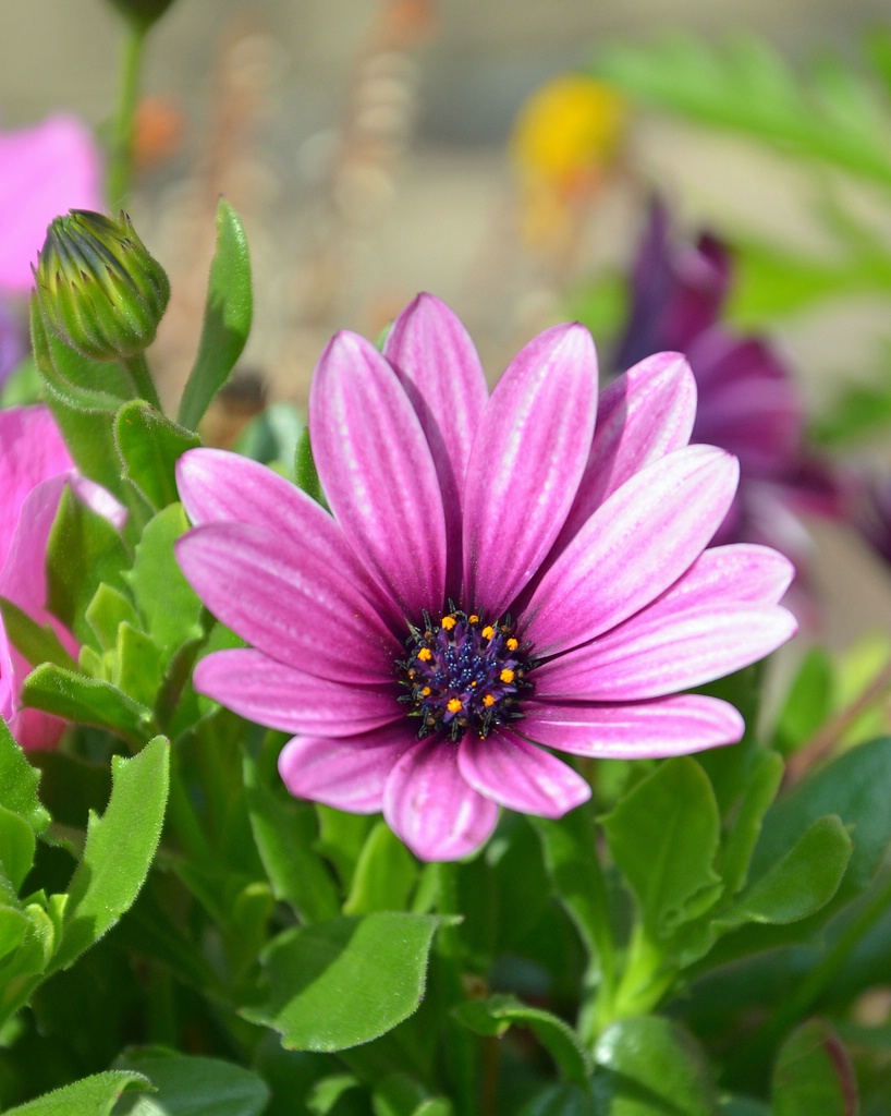Blume 001