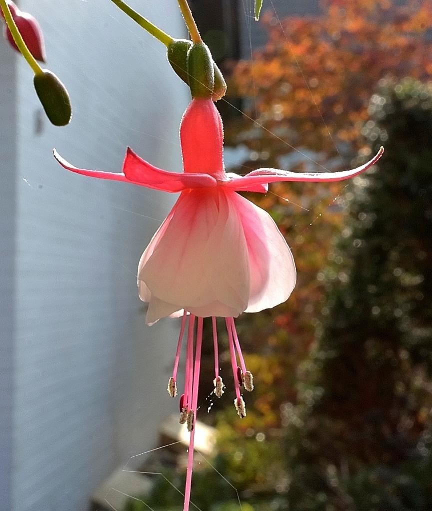 Blume 002