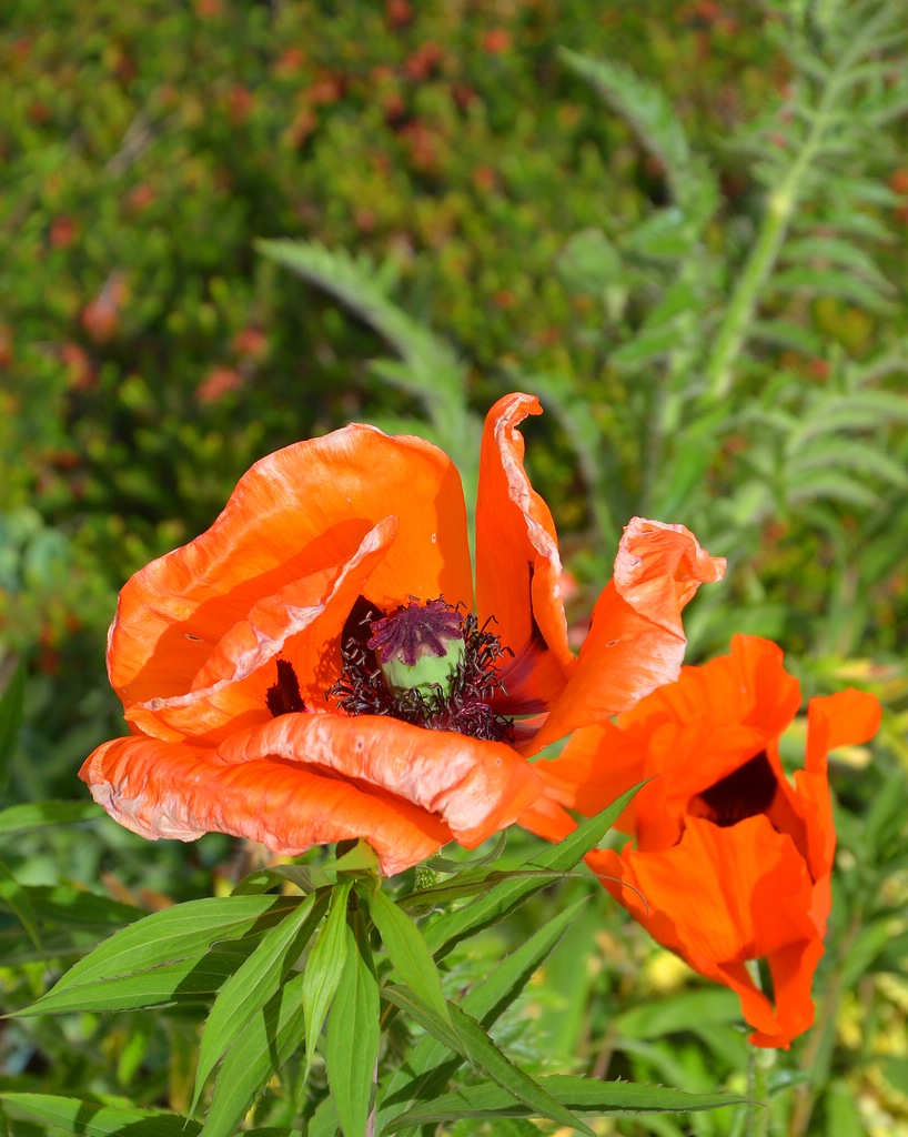 Blume 004
