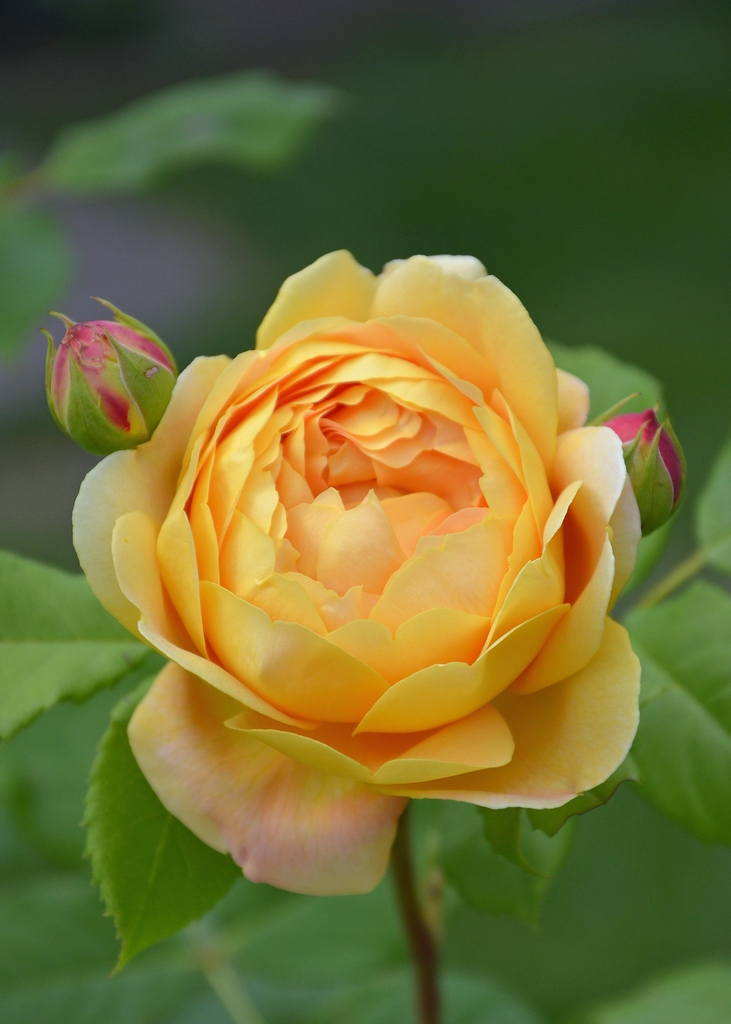 Blume 005