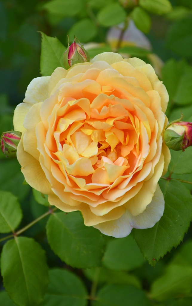 Blume 006