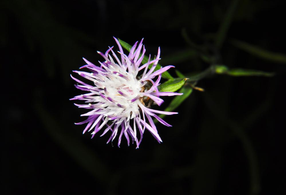 Blume 03