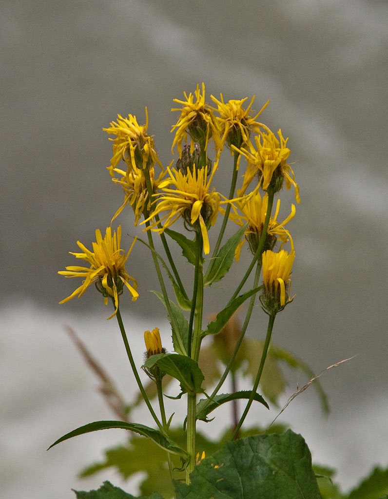 Blume 05