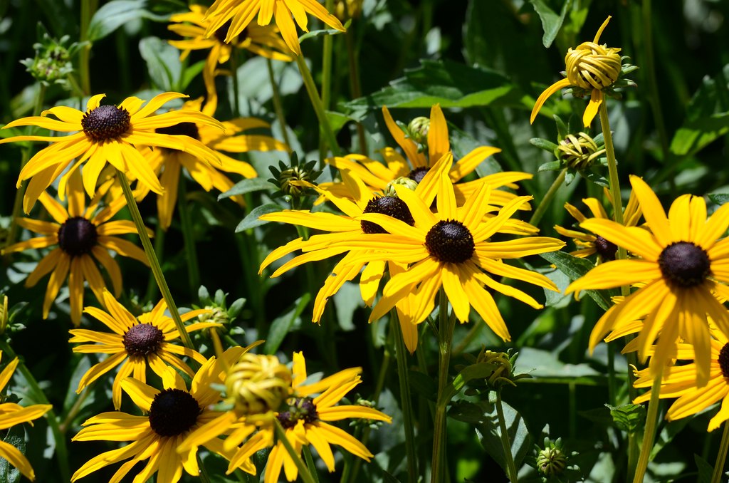 Blume 07