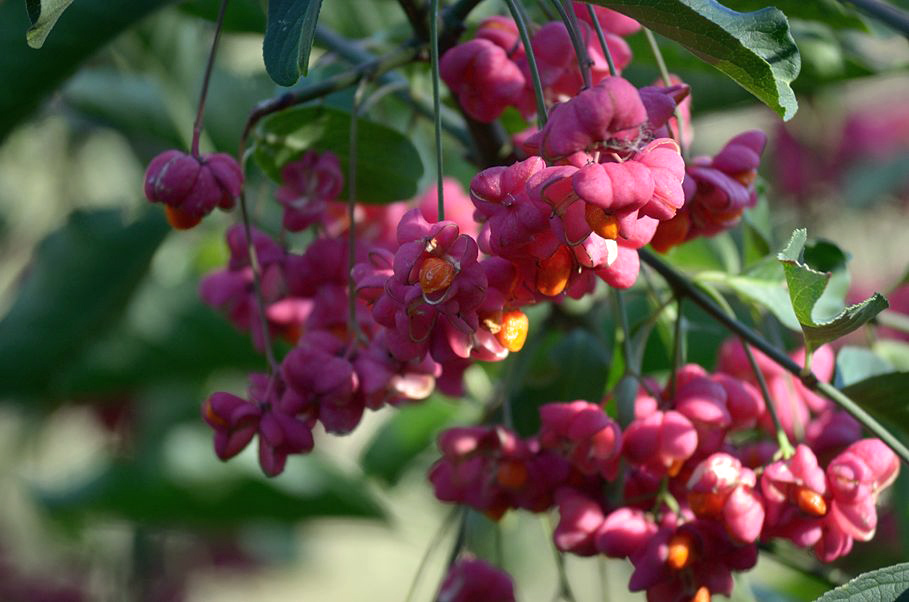 Blume 09102011 4 test