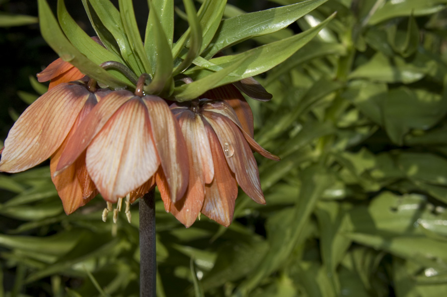 Blume 1