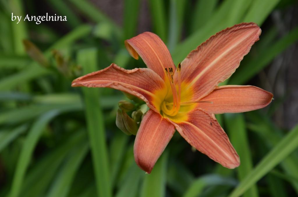 Blume 1