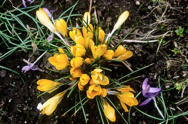 blume 12 03 12 Bild 25 1