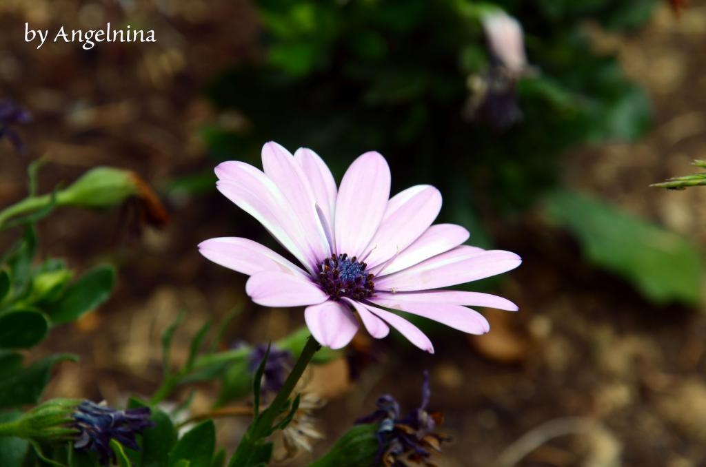 Blume 2