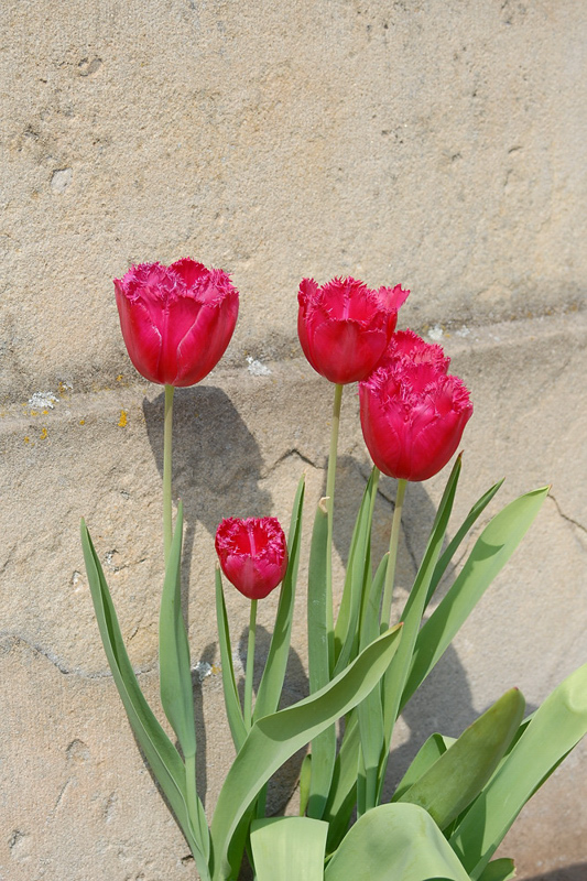 Blume 2