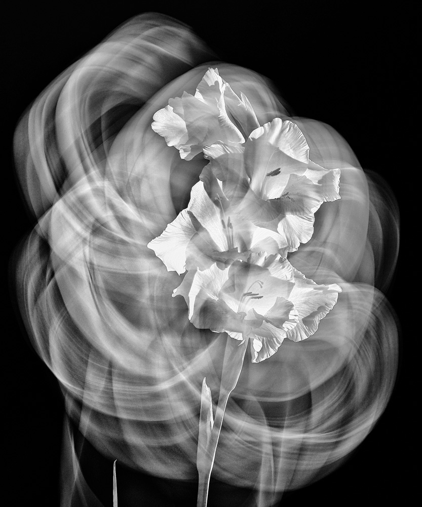Blume 2