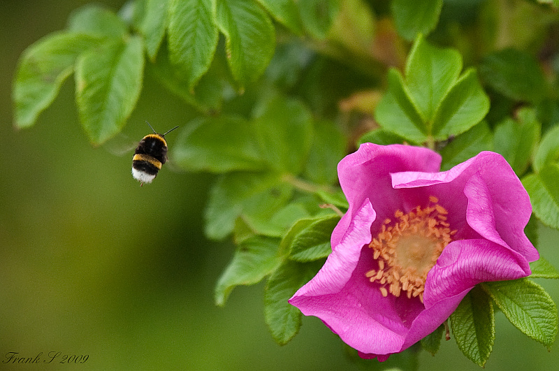 blume 2