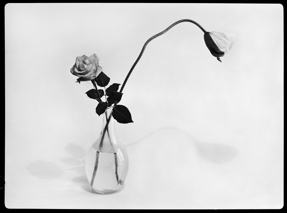 Blume 9x12 1