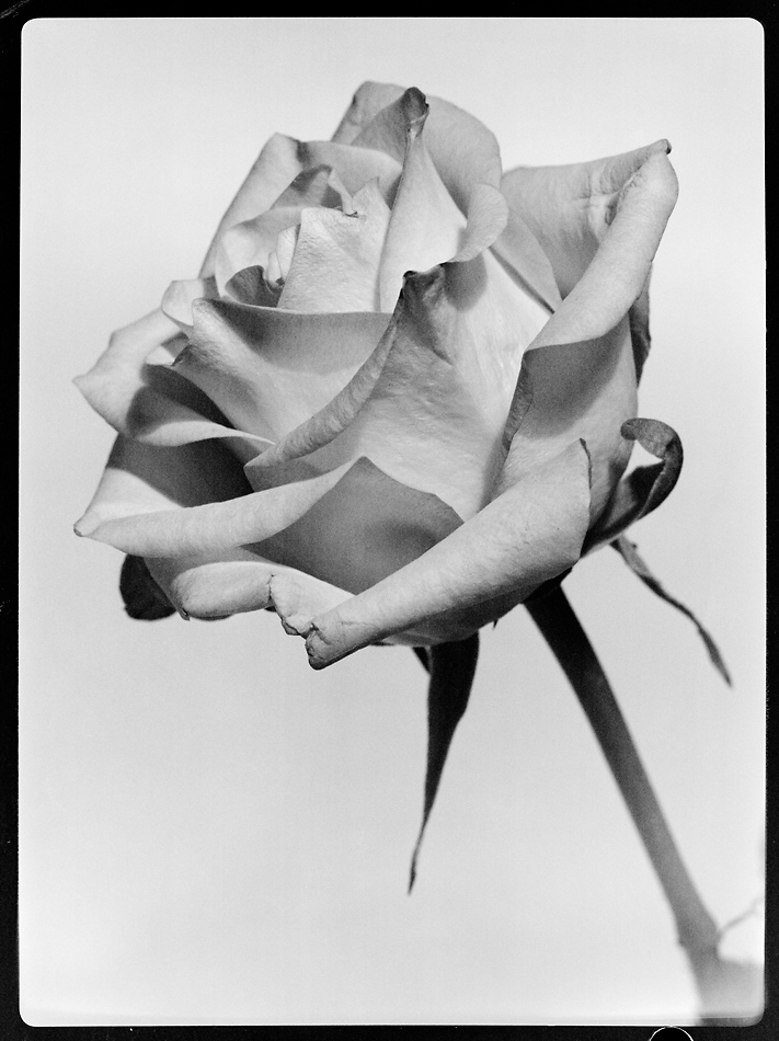 Blume 9x12 3