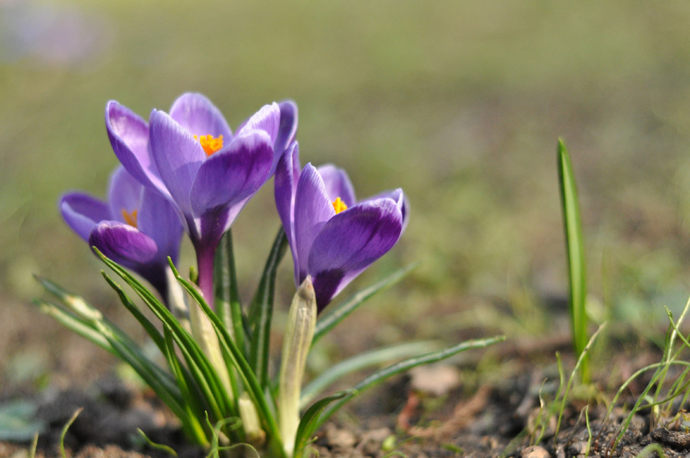 Blume a