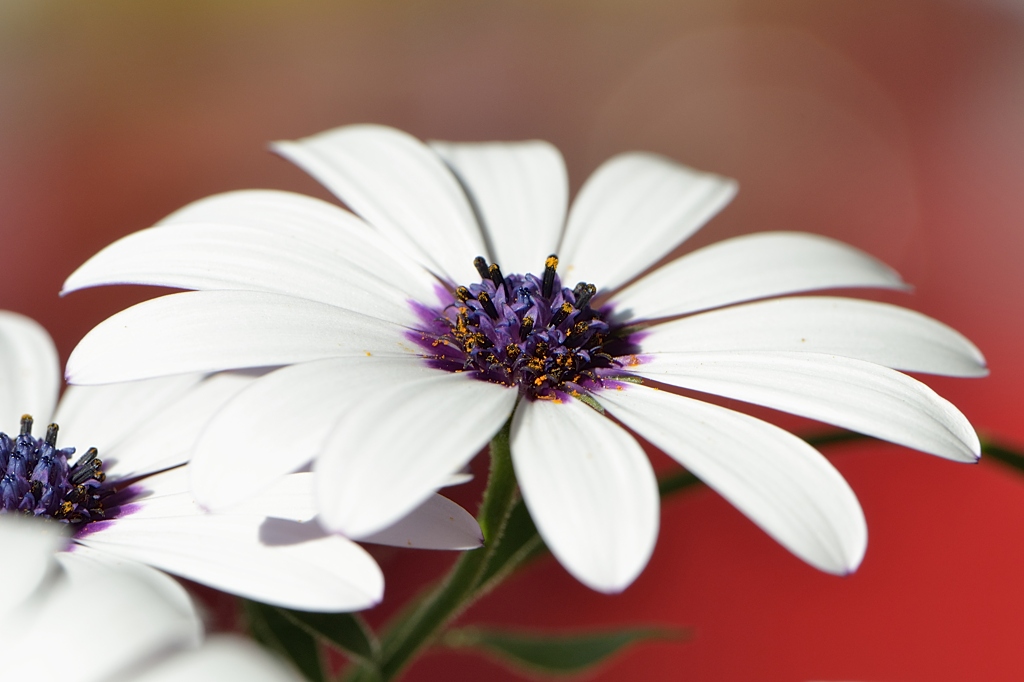 Blume Achromat D500