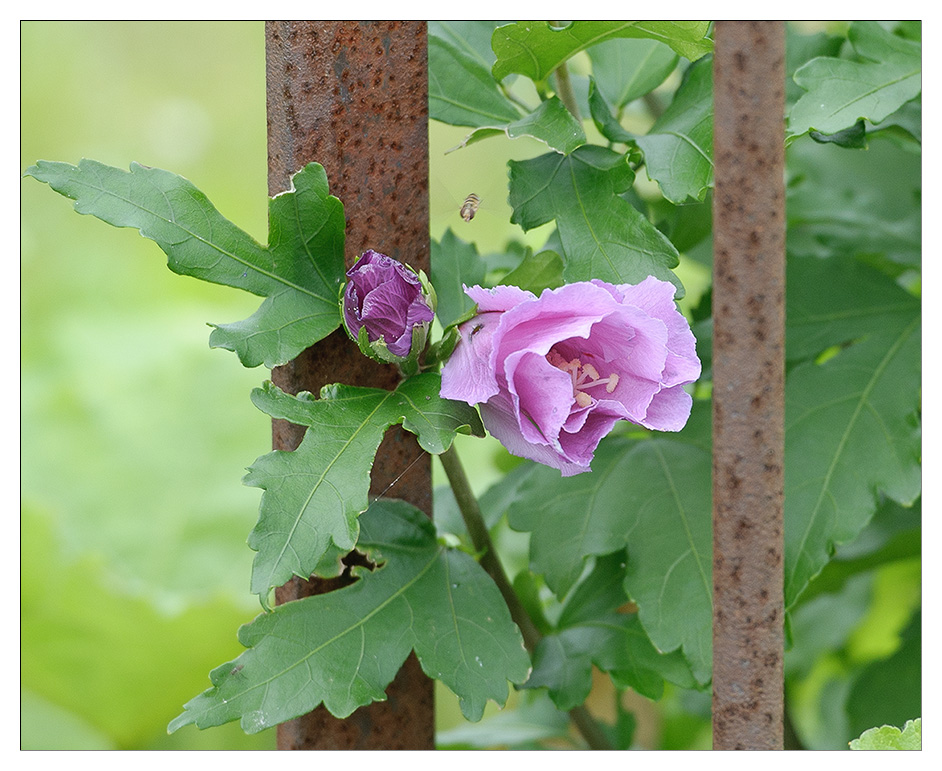 Blume am Tor