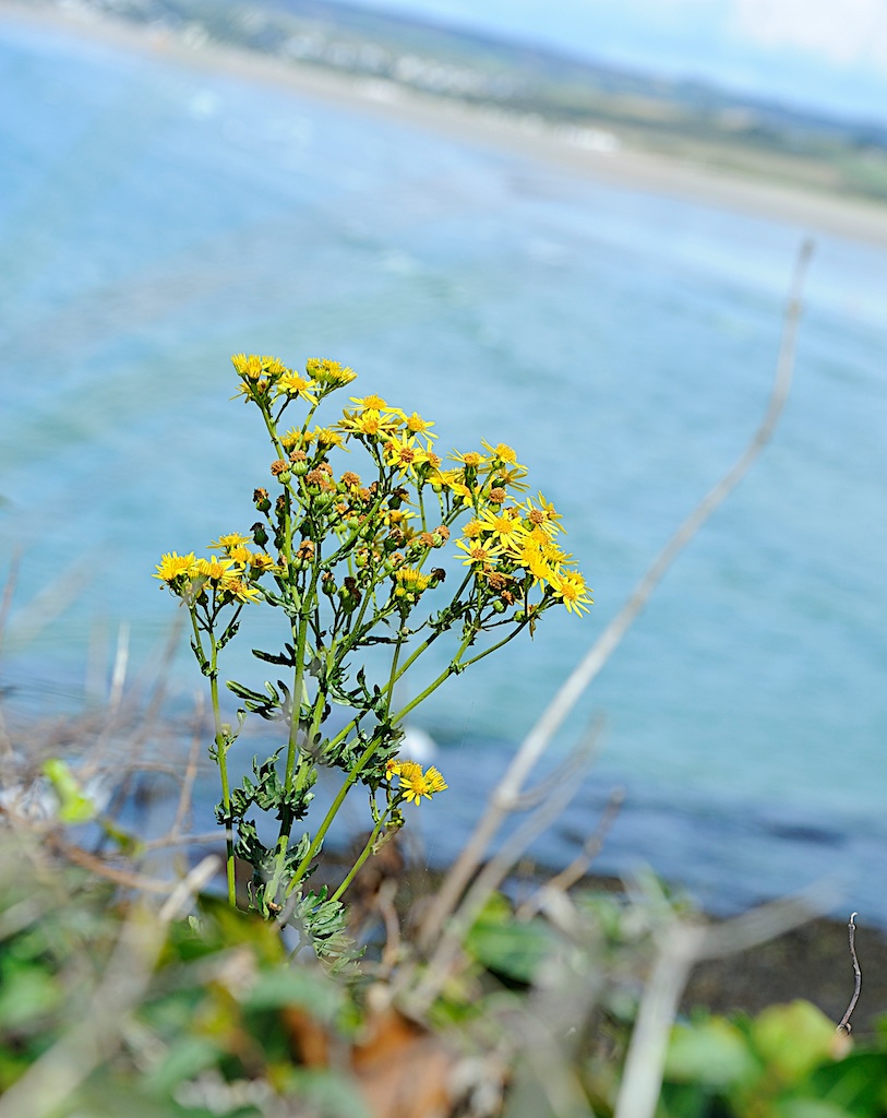 Blume Bretagne