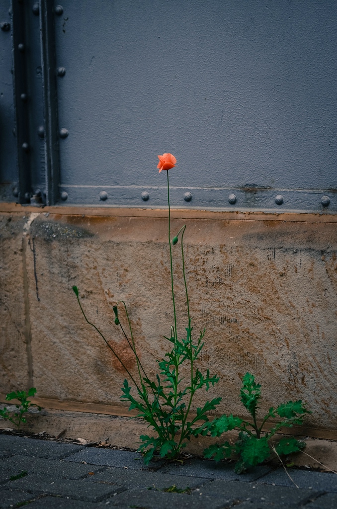 blume DSC 1206
