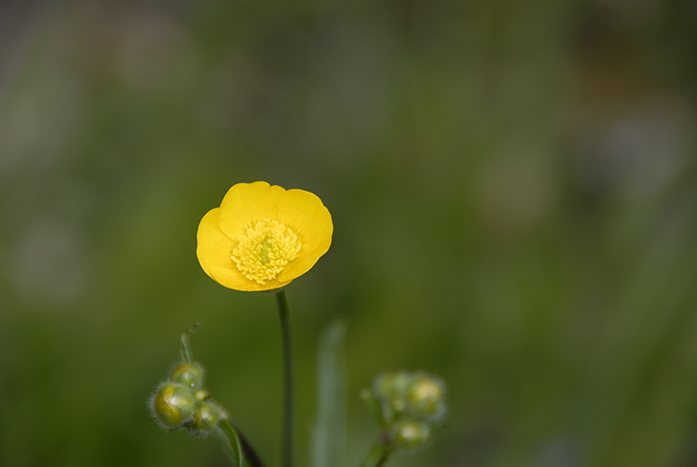 Blume Gelb mit Knospen klein