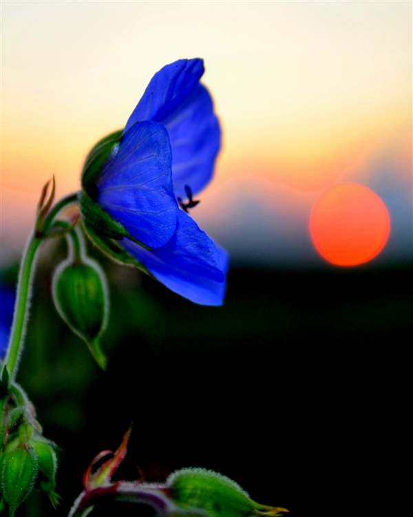 Blume im Abendlicht