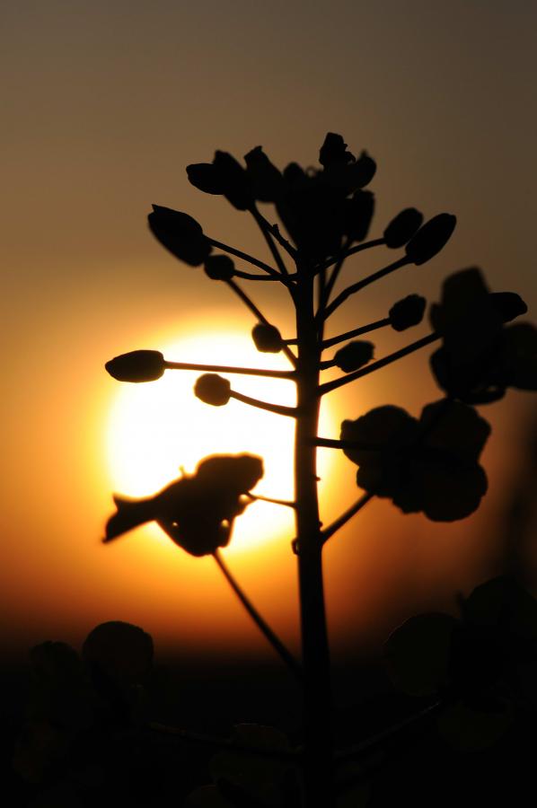 Blume im Abendrot