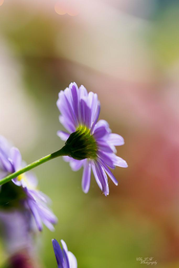 Blume im Beet