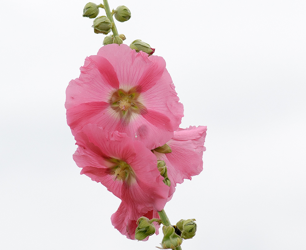 Blume in weißer Luft