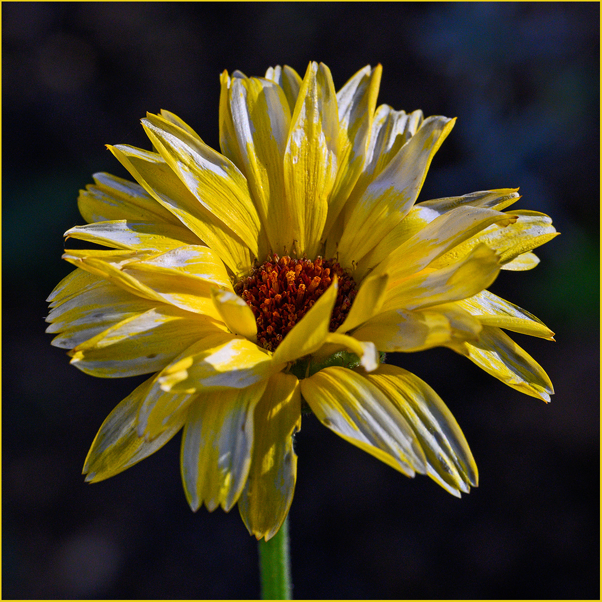 Blume.jpg