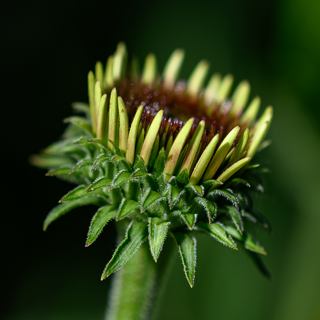 blume.jpg